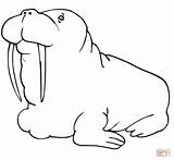 Walrus Morsa Walross Caricatura Colorare Tricheco Fettes Ausmalbilder sketch template