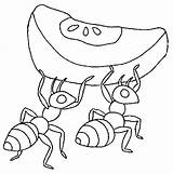 Formigas Formiga Desenhos sketch template
