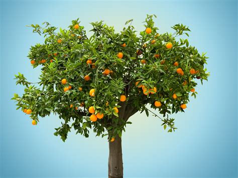 o segredo para ter laranjais mais saudáveis está nas goiabeiras agrozapp