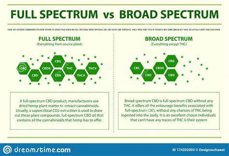 full spectrum  broad spectrum horizontal infographic stock illustration cartoondealercom