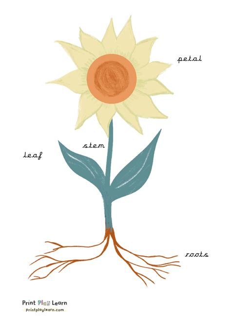 parts   sunflower labels leaf stem petal roots learning poster printable teaching