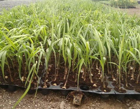 sugarcane seedling  nitin agro nursery
