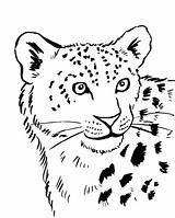 Leopard Snow Coloring Drawing Pages Easy Baby Leopards Simple Amur Color Drawings Cheetah Cartoon Print Printable Kids Clipart Getdrawings Tiger sketch template