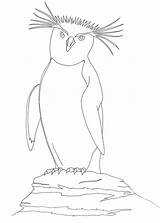 Penguin Macaroni Coloring Rockhopper Pages sketch template