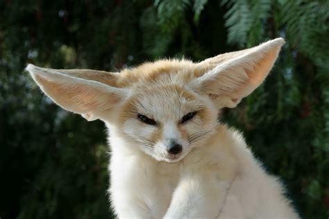 fennec fox animal wildlife
