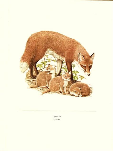 vintage fox print fox cubs poster vintage french fox etsy fox