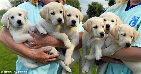school   puppies learning   guide dogs daily mail