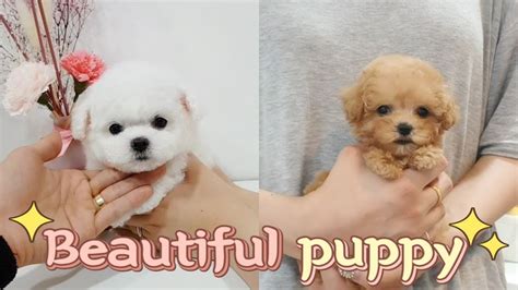 teacup bichon frise  toy poodle video cutest  lovely puppy