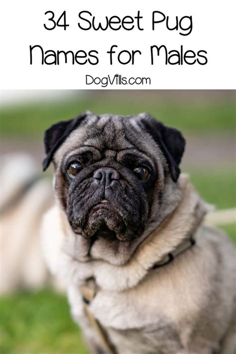 perfect pug dog names  male female pups dogvills