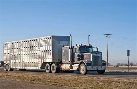 beef producers   impact  transportation  cattle