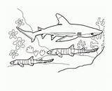 Sharks Requins Requin Goo Jit Coloriages Enfants Gratuits sketch template