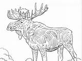 Moose Coloring Pages Cartoon Give If Drawing Cute Getcolorings Color Getdrawings sketch template