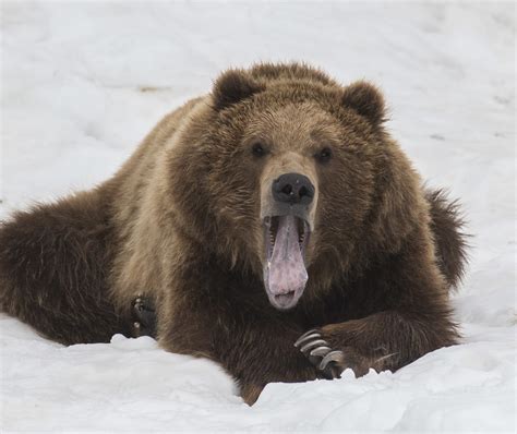 brown bear black bear  alaska zoo