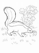 Coloring Pages Skunk sketch template