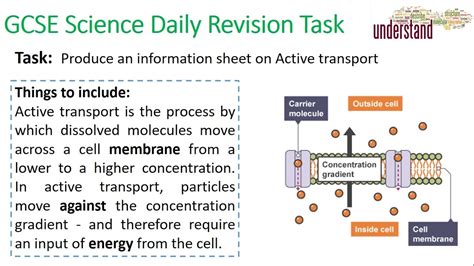 gcse science daily revision task  active transport youtube