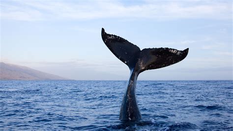 upside down whale tail sails off the coast of maui in incredible