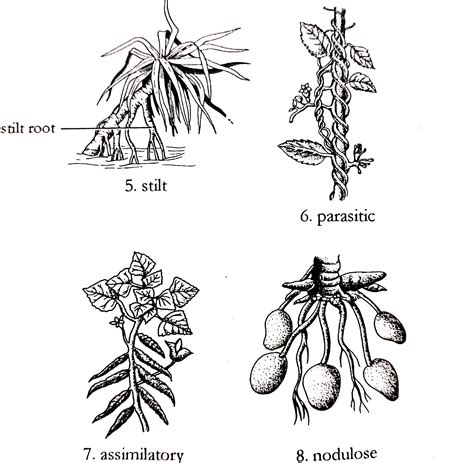 types  roots   modifications  plants