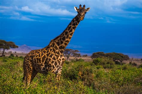 giraffe  africa safari royalty  stock photo
