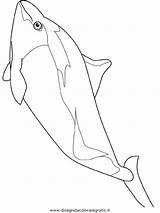 Marsouin Delfino Dalls Delfini Coloriage Disegno Poissons Coloriages Poisson sketch template