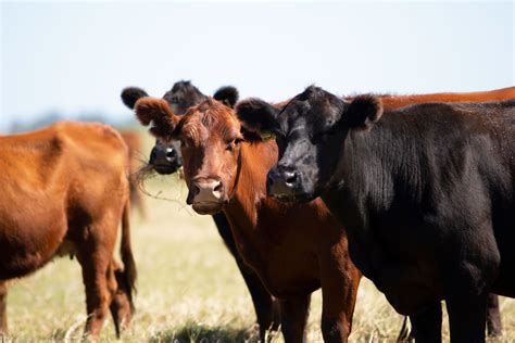 sourcing handling  feeding  cottonseed  beef cattle