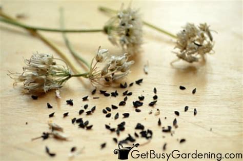 How To Collect Chive Seeds In Your Garden Get Busy Gardening