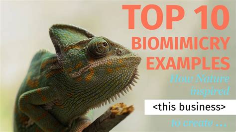 top  biomimicry examples  innovations