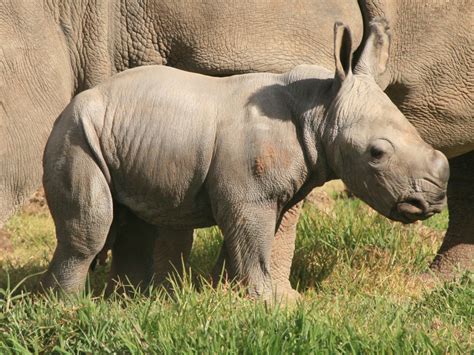 remarkable white rhino birth  taronga western plains zoo animal