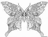 Papillon Printemps Imprimé sketch template