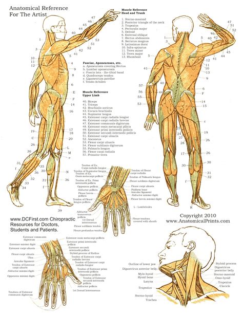muscle anatomy posters vrogueco