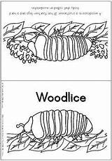Woodlice sketch template