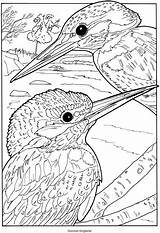 Kleurplaten Kleurplaat Doverpublications Parkiet Dover Adults Parkieten Kingfisher Uitprinten Downloaden Wildlife sketch template
