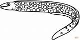 Eel Moray Anguilles sketch template