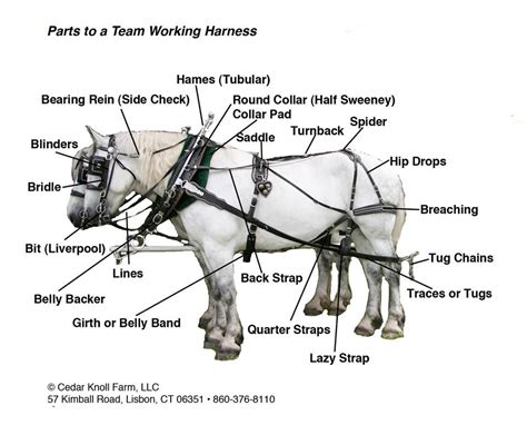 parts   team harness  cedar knoll draft horses horse harness draft horses horses