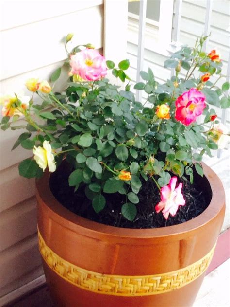 grow roses  containers  pictures wikihow
