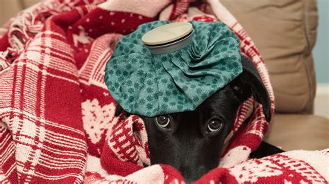 canine influenza   reportable disease holliday