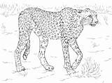 Coloring Cheetah Pages Leopard Animal Printable Snow Realistic Safari Animals Baby African Print Color Drawing Cute Running Jungle Adults Getcolorings sketch template