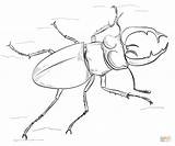 Stag Designlooter Beatle sketch template
