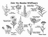 Wildflower Exploringnature Meadow Source Wildflowers sketch template