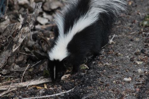 wild  beautiful majestic skunk