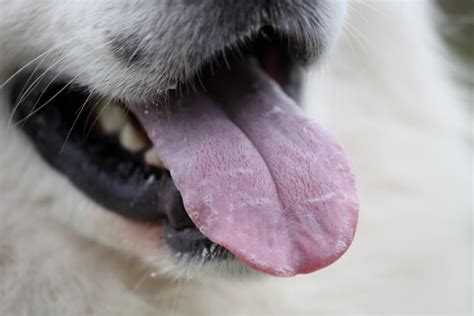 violet tongue dog breeds  stunning facts  dog tongue