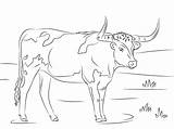 Longhorn Rind Ausmalbild Hereford Longhorns Kühe sketch template