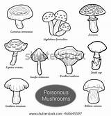 Mushrooms Coloring Poisonous Fungi Set Vector Different Shutterstock Stock Twenty Icons Line Preview sketch template