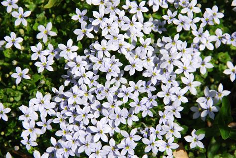 tiny white flowers  photo  freeimages