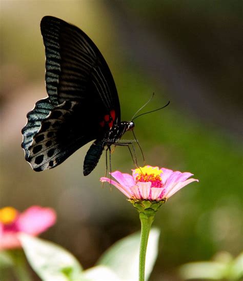 black butterfly  mekeltan  deviantart black butterfly butterfly beautiful butterflies