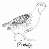Partridge Vector Engraving Coloring Isolated sketch template