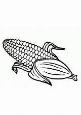 Corn Coloring Pages Stalk sketch template