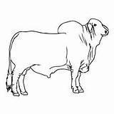 Brahman Toro Toros Colorear Cebu Ganado Nelore Boi Vaca Caballos Desenhar Touro Abrir Lidia Vectores sketch template
