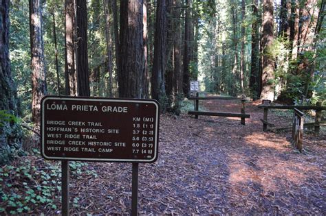 forest  nisene marks state park aptos ca california beaches