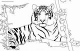 Coloring Tigers Detroit Getdrawings Pages sketch template