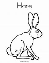 Coloring Hare Pages Arctic Bunny Brun Est Lapin Le Funny Colouring Color Template Outline Rabbit Popular Favorites Login Add Twistynoodle sketch template